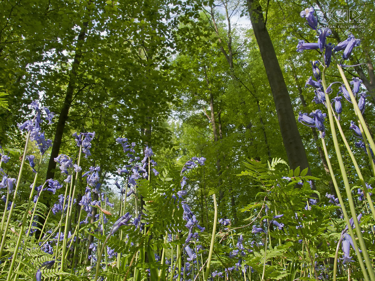 Hallerbos  Photos of the Hallerbos (Dutch for Halle forest) with its bluebell (Hyacinthoides non-scripta) carpet which covers the forest floor for a few weeks during spring.  Stefan Cruysberghs